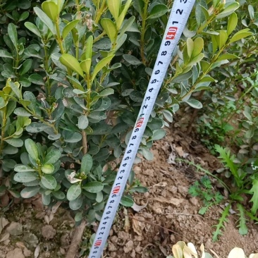 小叶黄杨