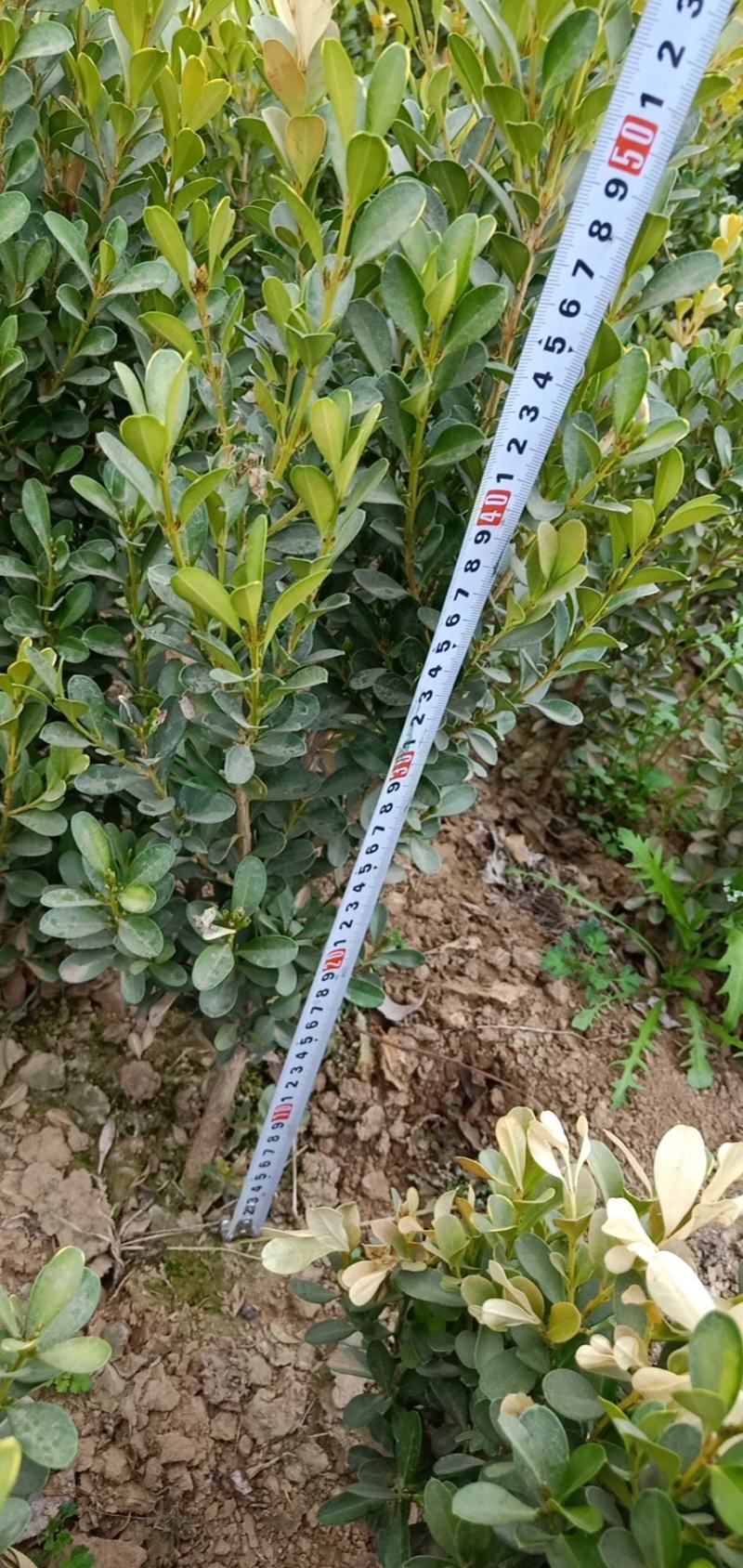 小叶黄杨