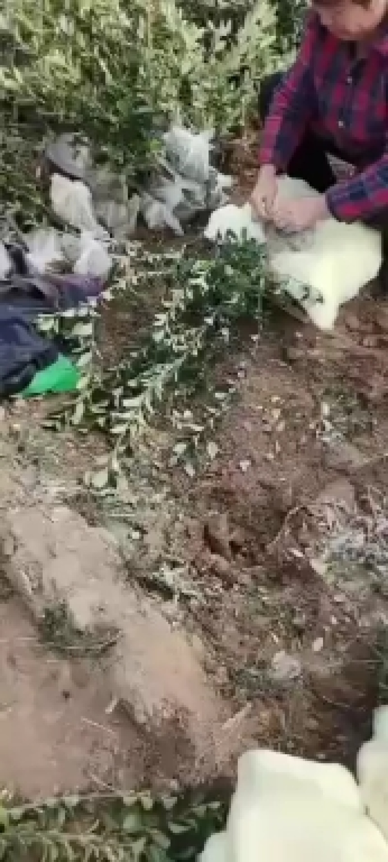，卫矛球