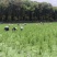 青浦练塘茭白水中人参基地直发双季茭白，无锡茭