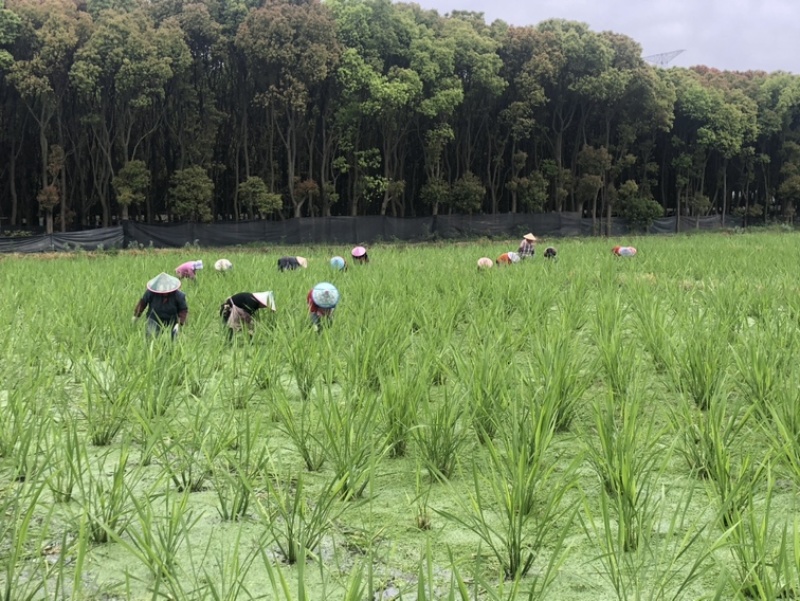 青浦练塘茭白水中人参基地直发双季茭白，无锡茭