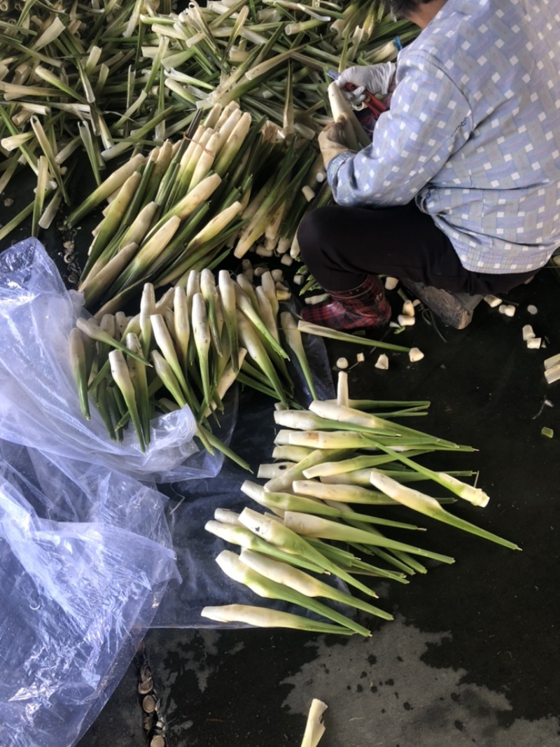 青浦练塘茭白水中人参基地直发双季茭白，无锡茭