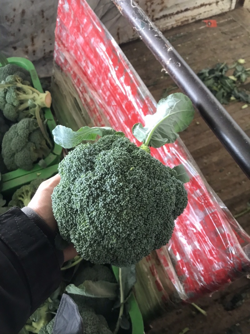 精品西兰花大量现货，量大质优，价格便宜，质量保证