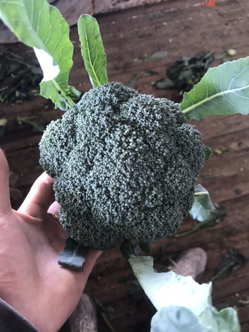 精品西兰花大量现货，量大质优，价格便宜，质量保证
