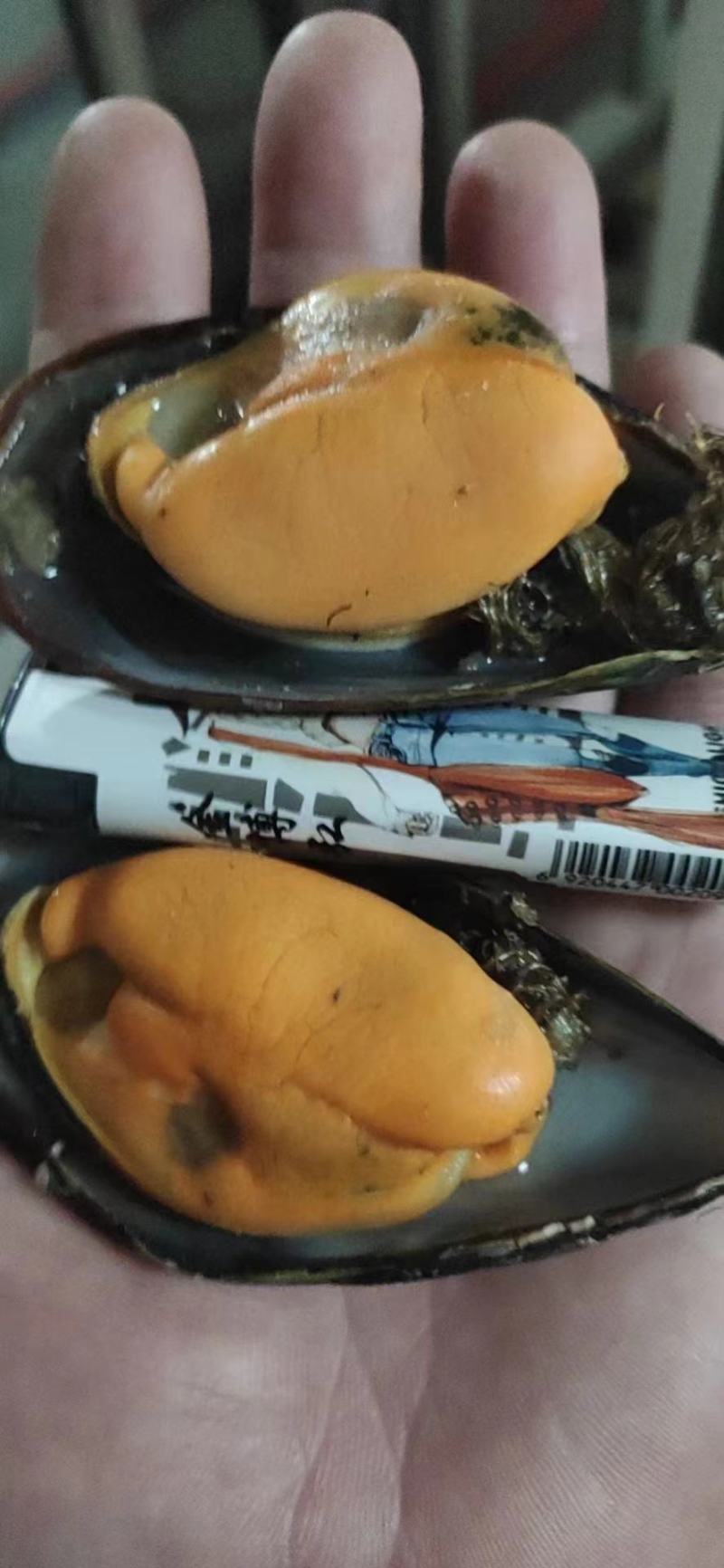 水产贝类，海虹，壳薄肉质肥满，味鲜美，量大而优