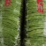 山东省聊城市蔬菜产地供应