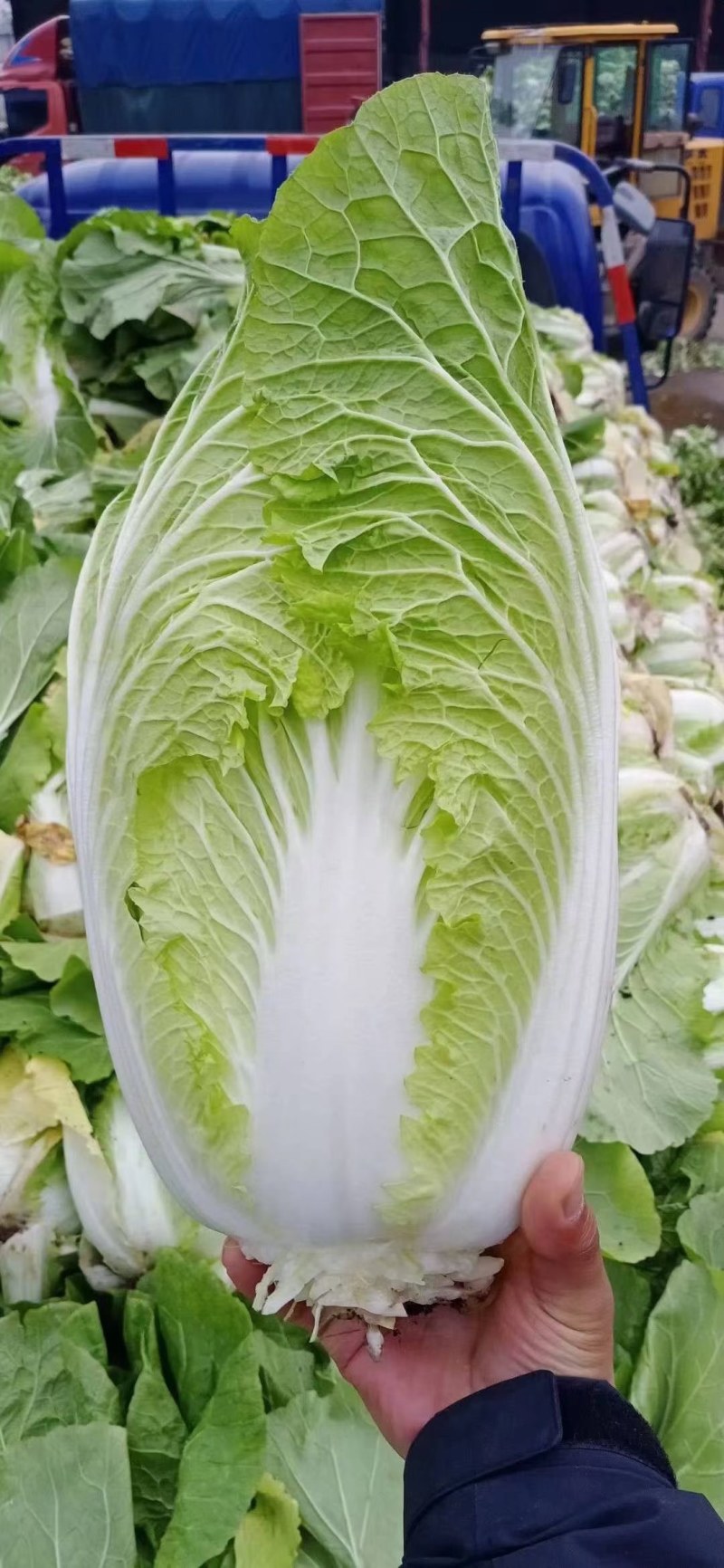 白菜山东黄心大白菜大量上市中不烧心每颗在八九斤