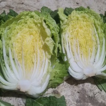 白菜山东黄心大白菜大量上市中不烧心每颗在八九斤