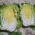 白菜山东黄心大白菜大量上市中不烧心每颗在八九斤