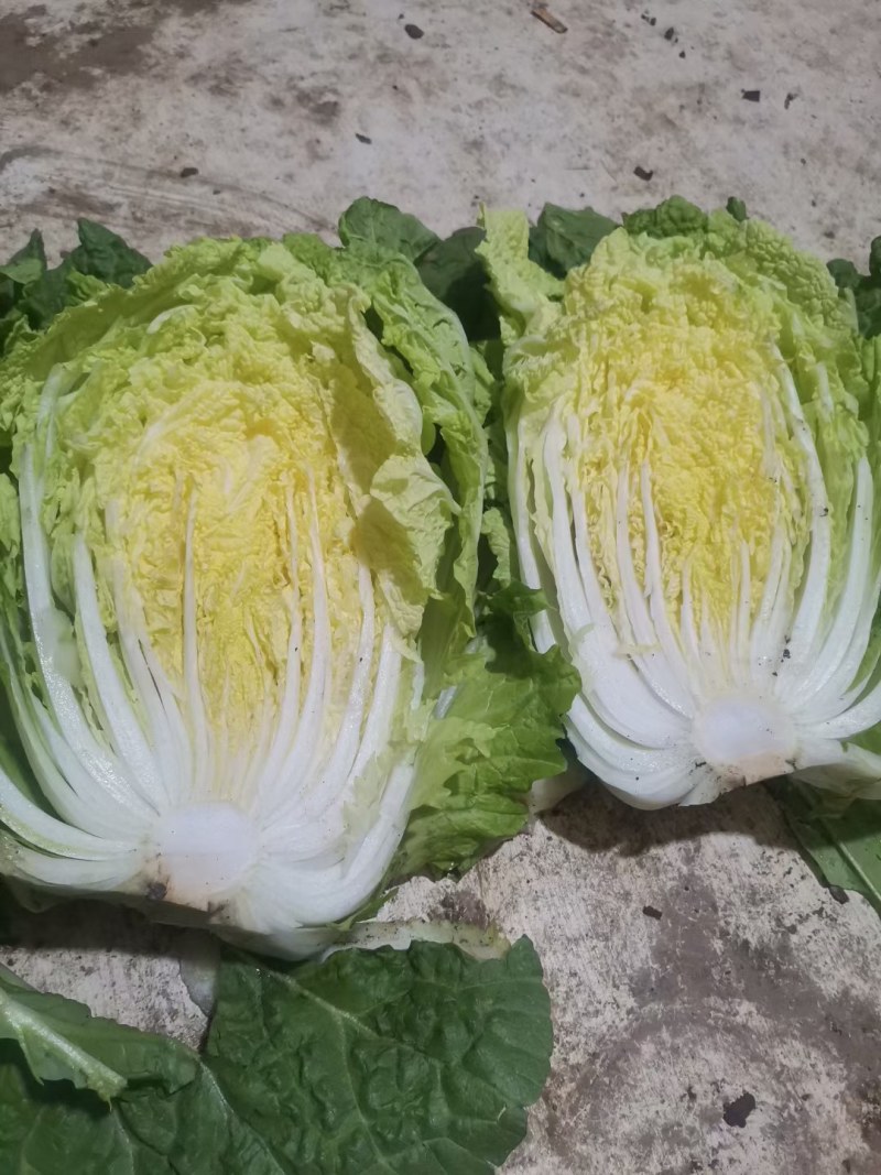 白菜山东黄心大白菜大量上市中不烧心每颗在八九斤