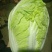 白菜山东黄心大白菜大量上市中不烧心每颗在八九斤