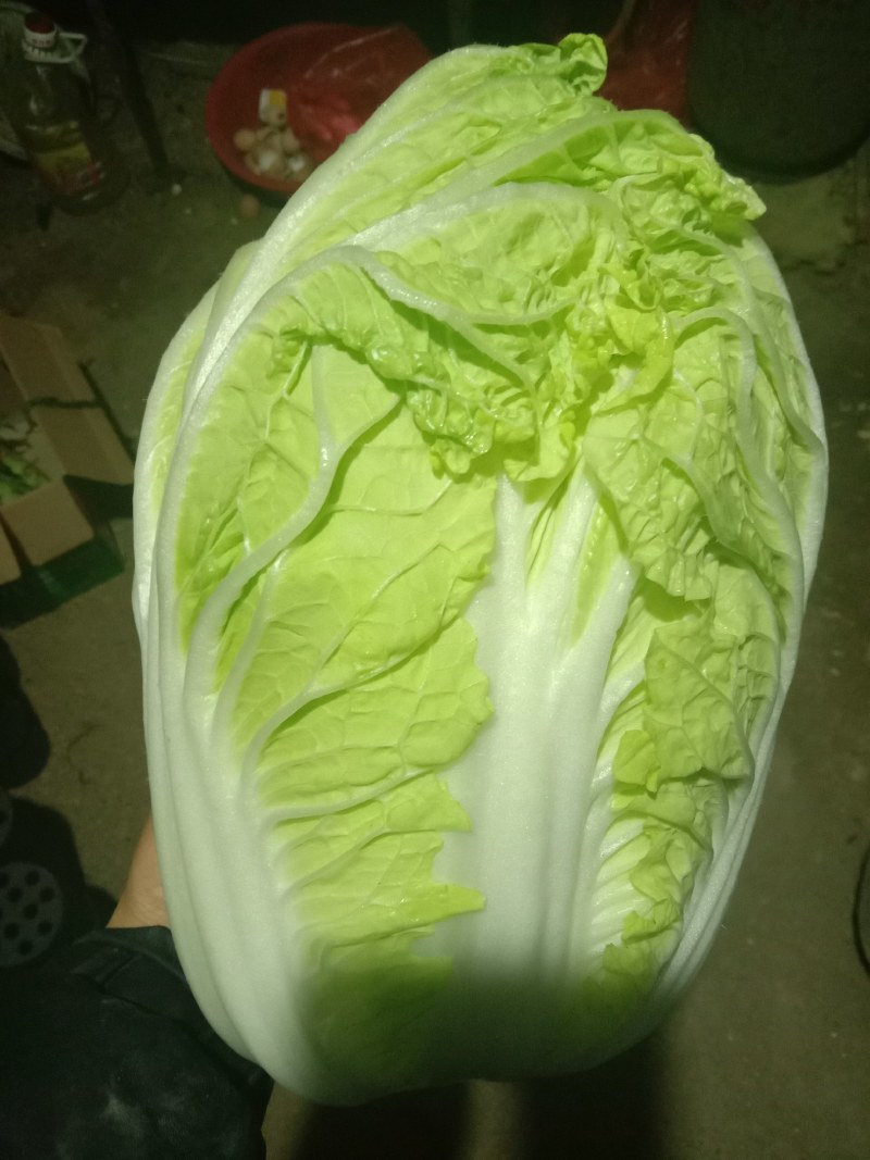 白菜山东黄心大白菜大量上市中不烧心每颗在八九斤