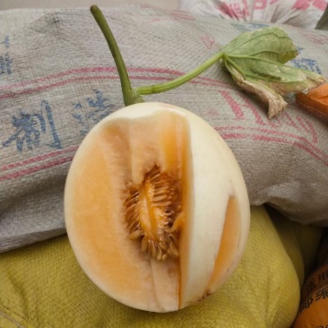 红玉香瓜大量上市