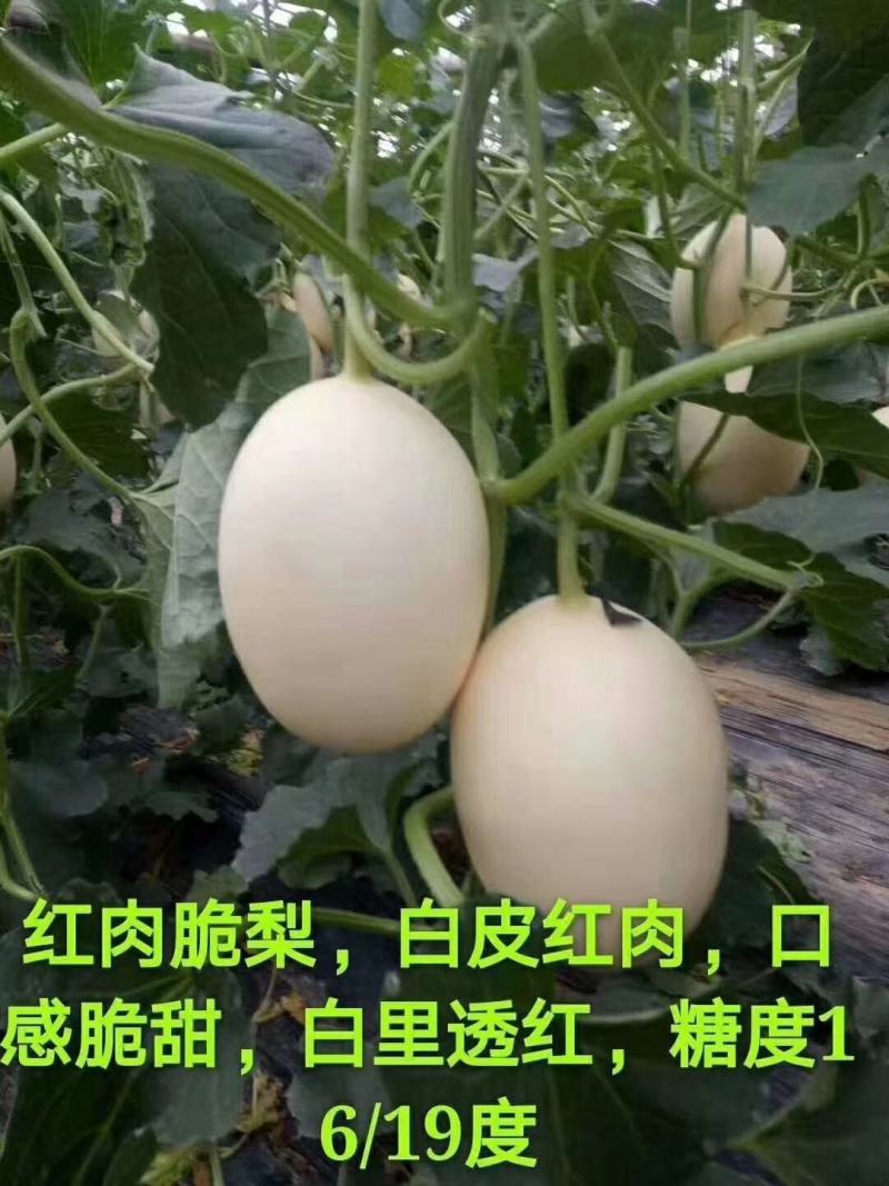 红玉香瓜大量上市