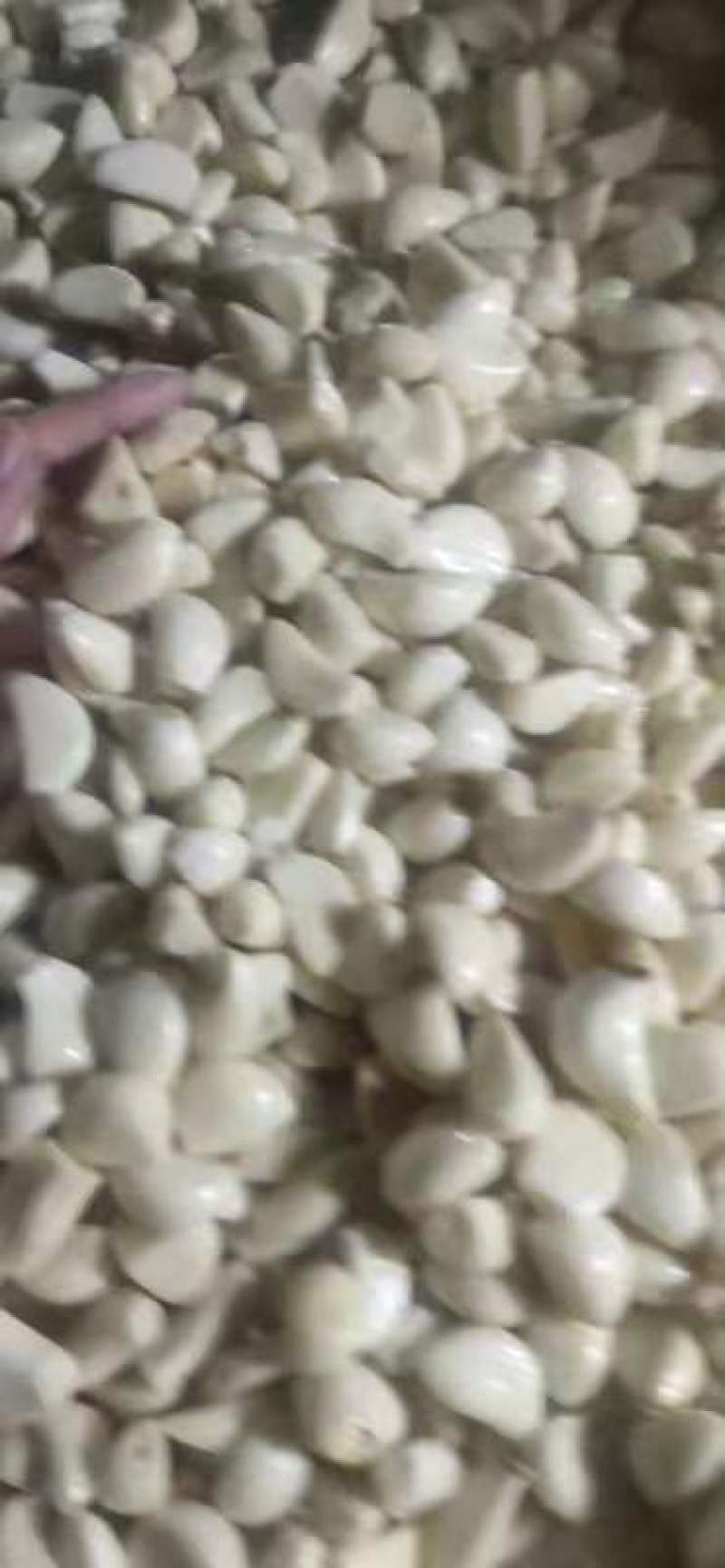 大量出售蒜米一手货源大量出售需要联系我价格便宜