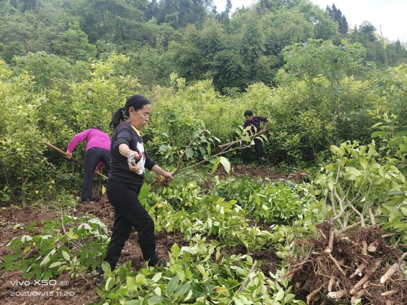 2年柠檬苗认清品质，品质决定产量