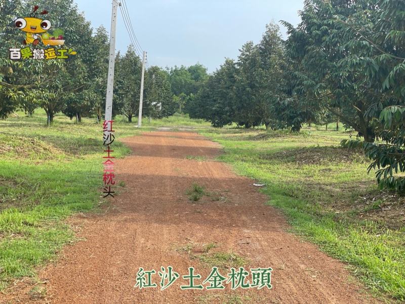 泰国红沙土金枕，比普通金枕肉更多，更甜！530包邮