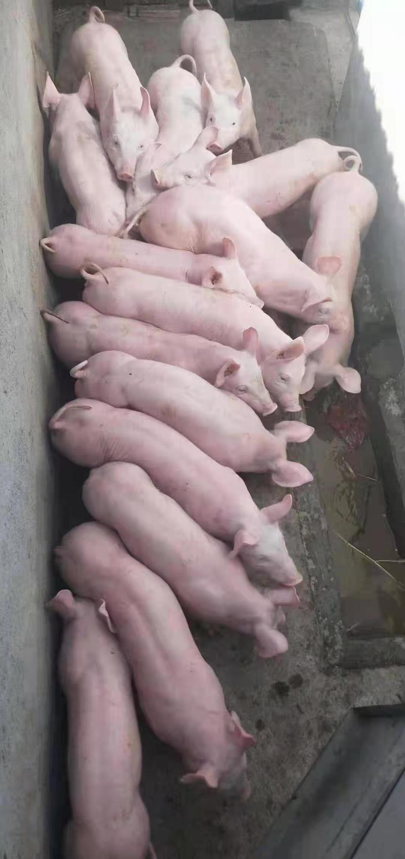 提供仔猪养殖技术【仔猪】产地供应包成活包运费