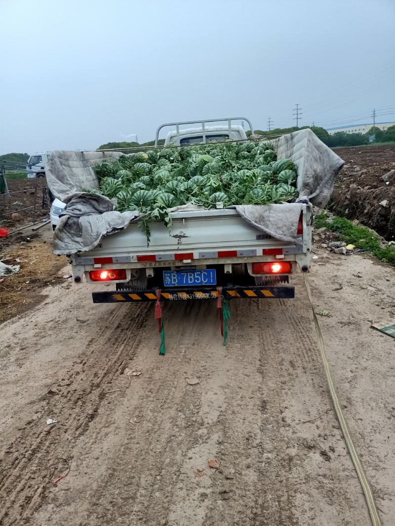 张家港西瓜熟了8424