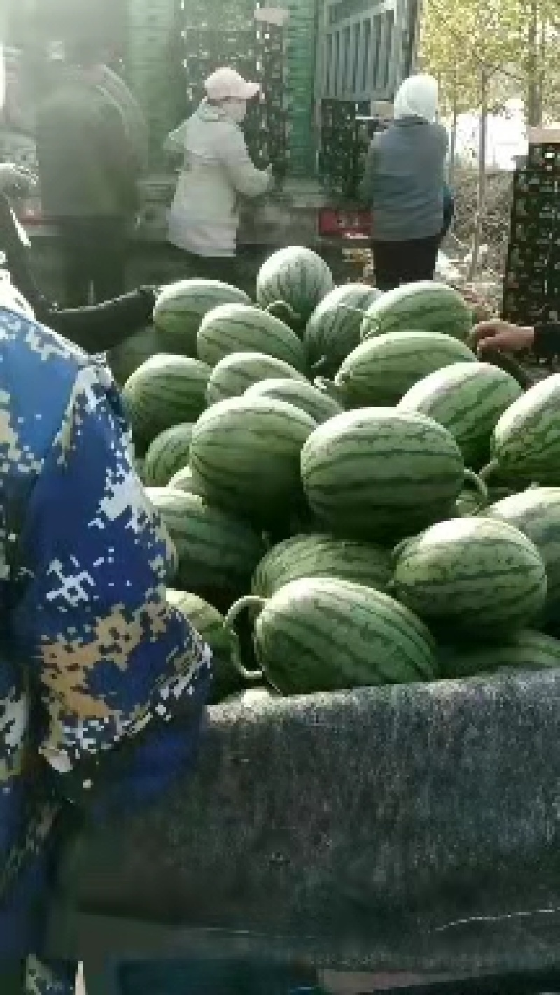潍坊2K西瓜基地大量上市，产地直供，一手货源，量大质优