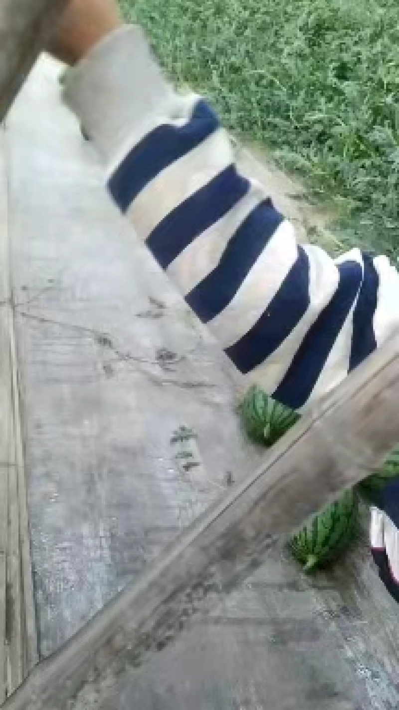 潍坊2K西瓜基地大量上市，产地直供，一手货源，量大质优