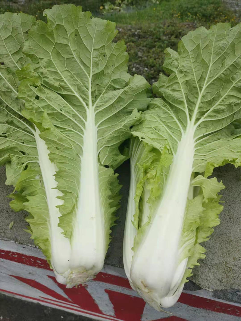 白菜～黔白5号～净菜～1.5斤至3斤