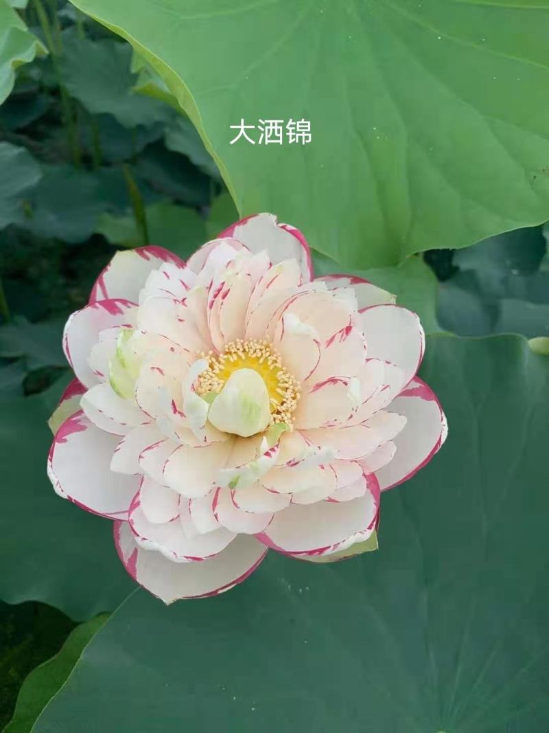 精品荷花品种荷花多种花型多种花色水景绿化专用