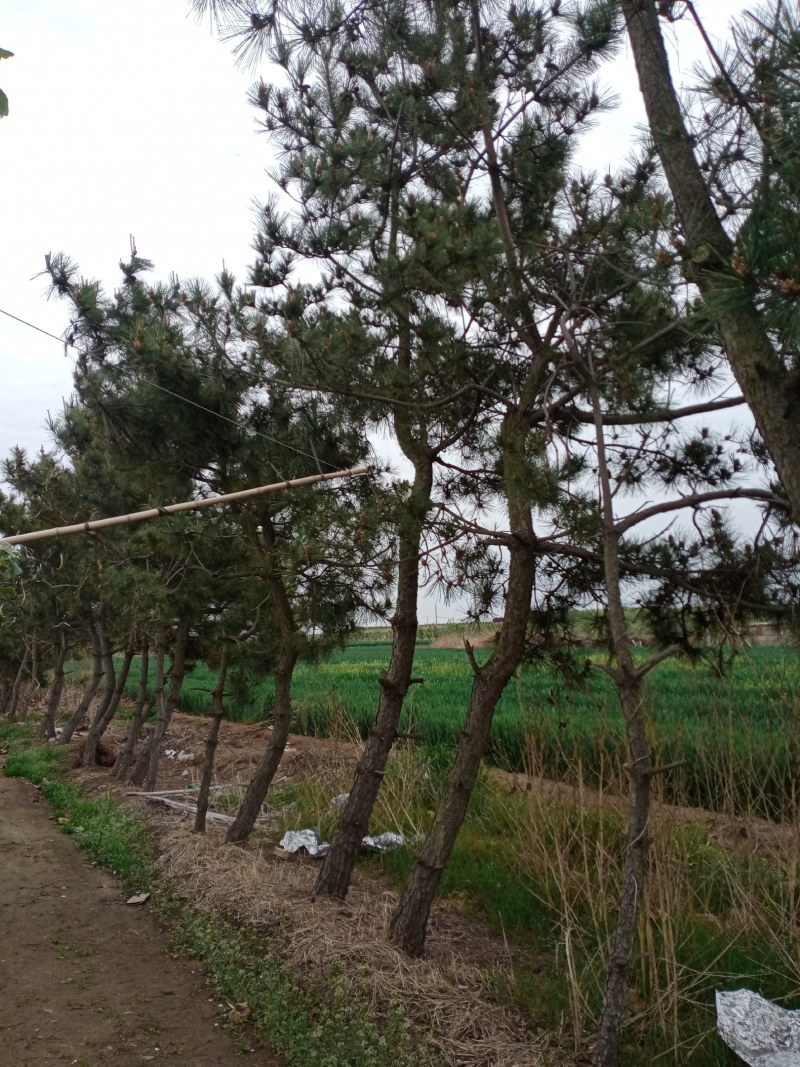 黑松