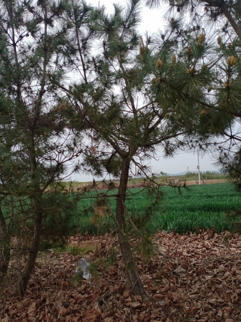 黑松