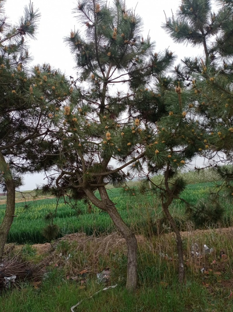 黑松