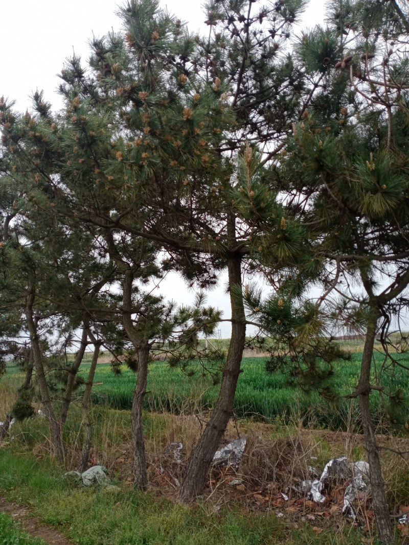 黑松