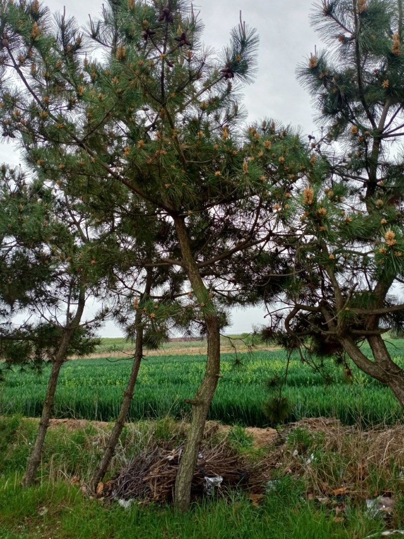 黑松