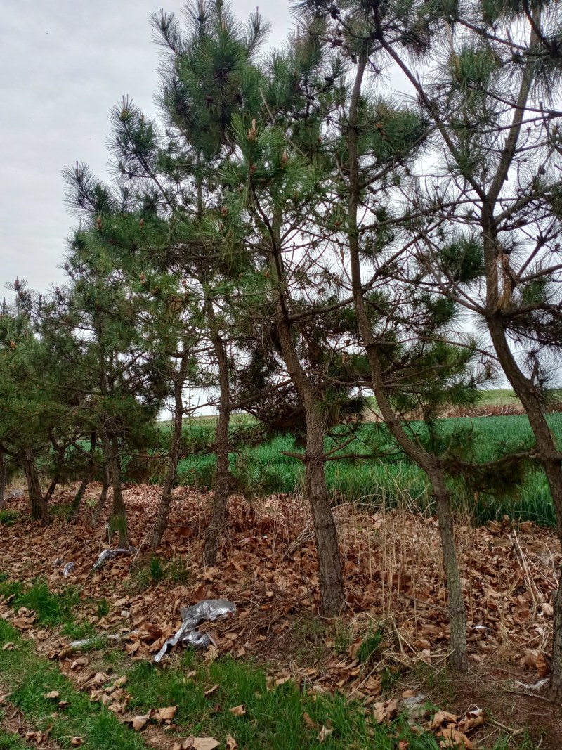 黑松