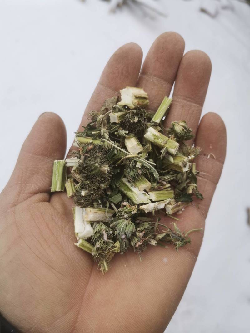 东北野生益母草益母蒿益母草自然晒干新货益母草干净
