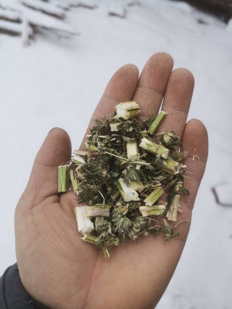 东北野生益母草益母蒿益母草自然晒干新货益母草干净