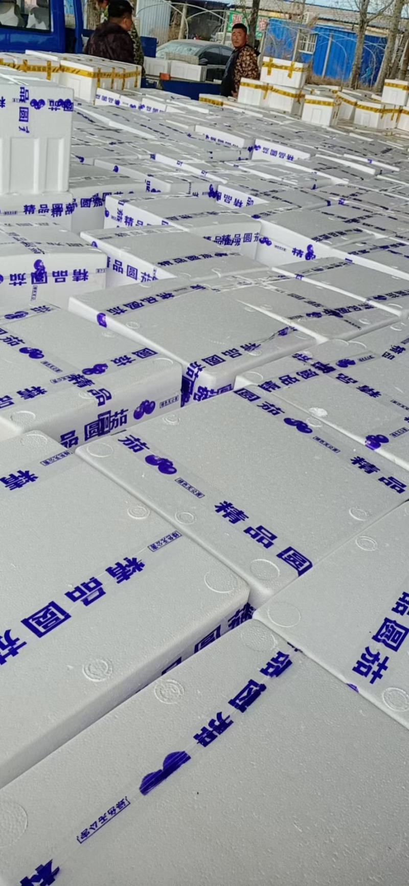 紫光圆茄大量供应果型圆个头匀实产地直供直发需要的联系