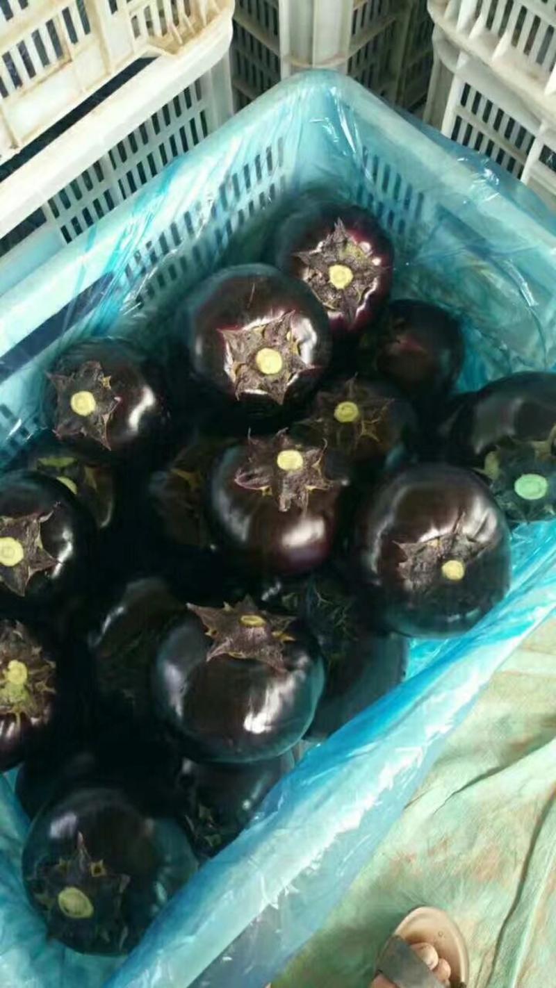紫光圆茄大量供应果型圆个头匀实产地直供直发需要的联系