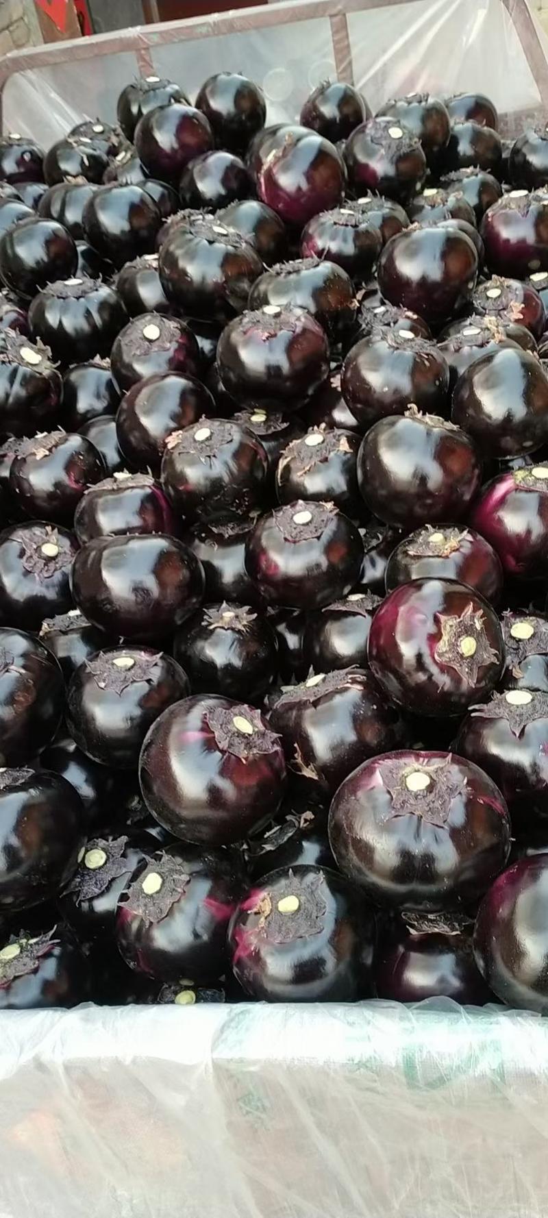 紫光圆茄大量供应果型圆个头匀实产地直供直发需要的联系