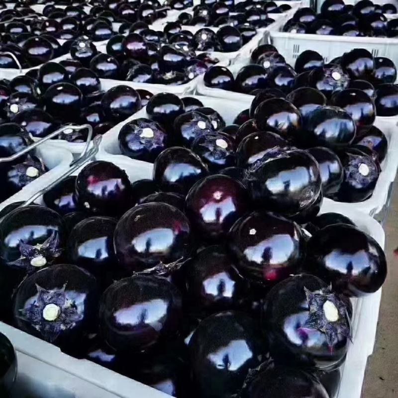 紫光圆茄大量供应果型圆个头匀实产地直供直发需要的联系