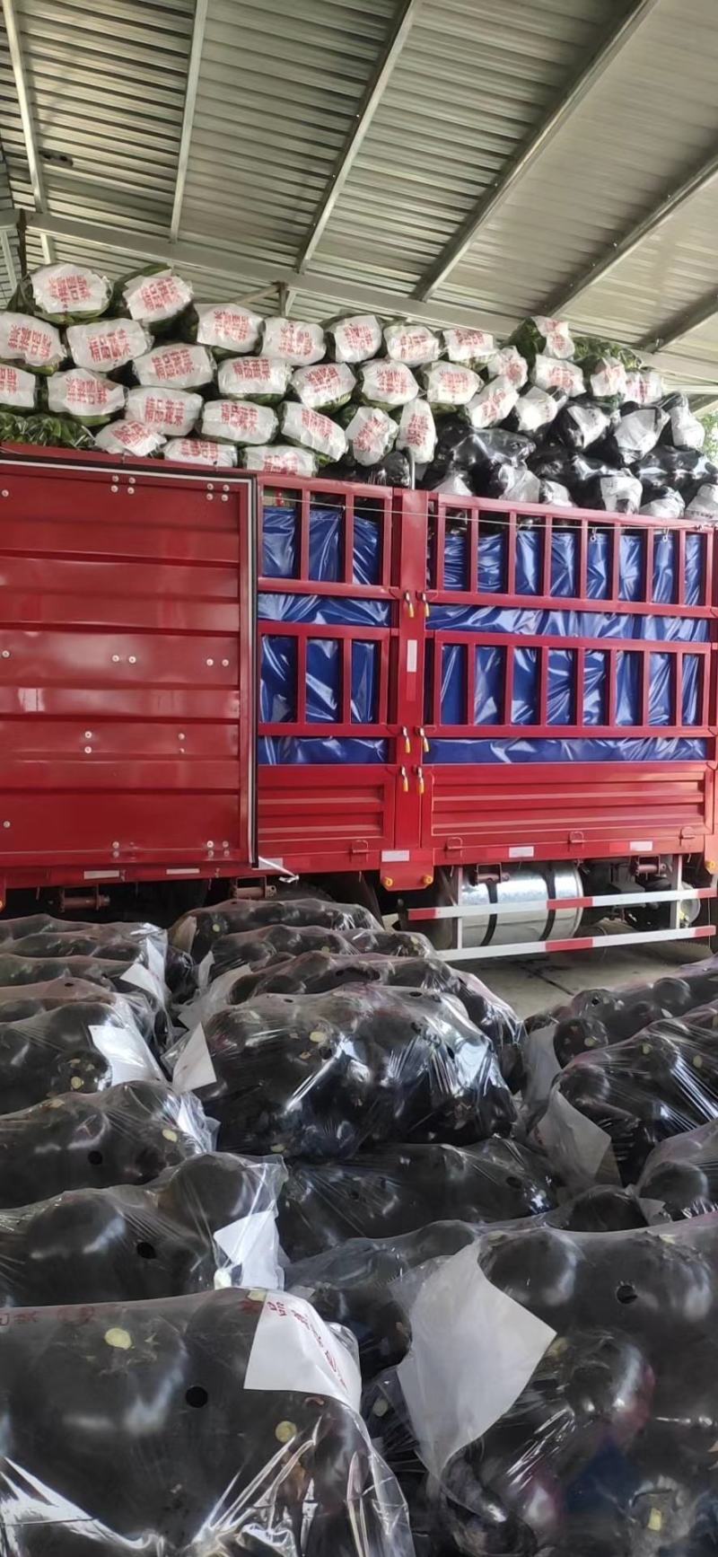 紫光圆茄大量供应果型圆个头匀实产地直供直发需要的联系