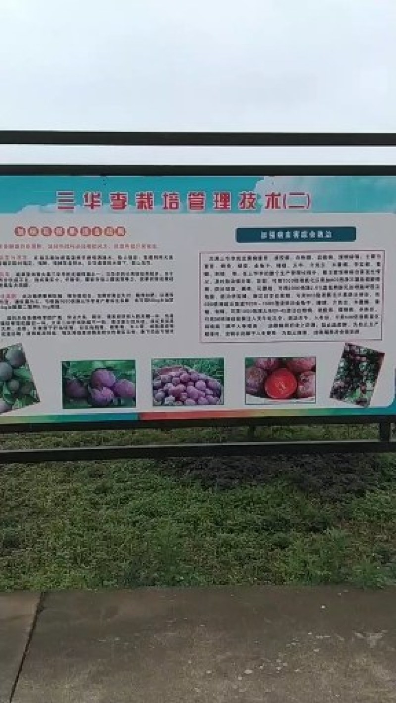 三华李