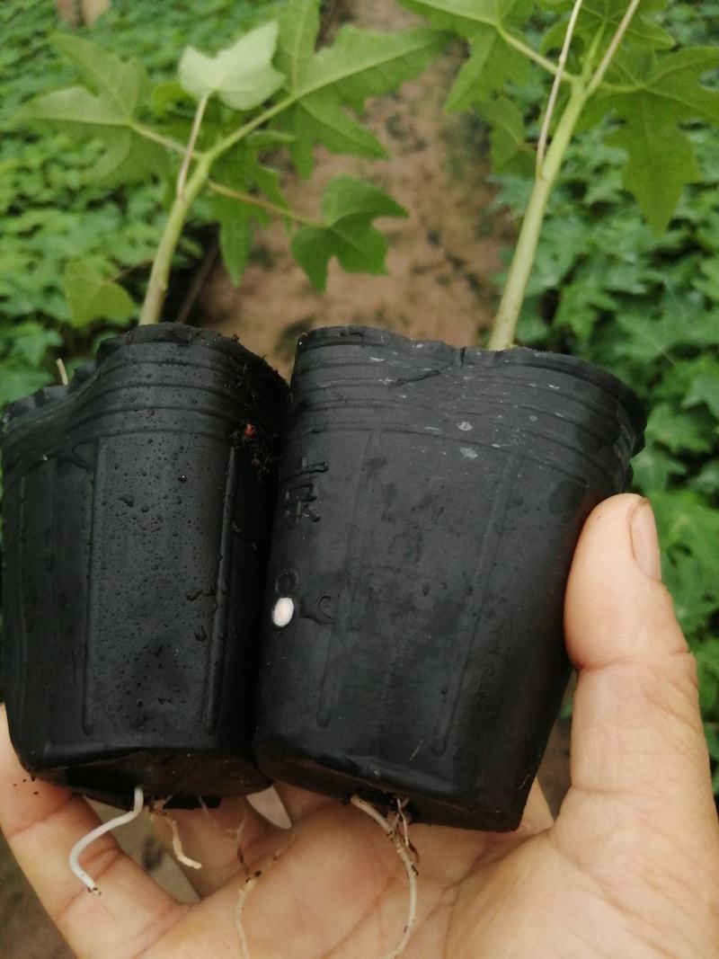 大青红肉水果木瓜树苗，营养土杯的，当年种植当年结果