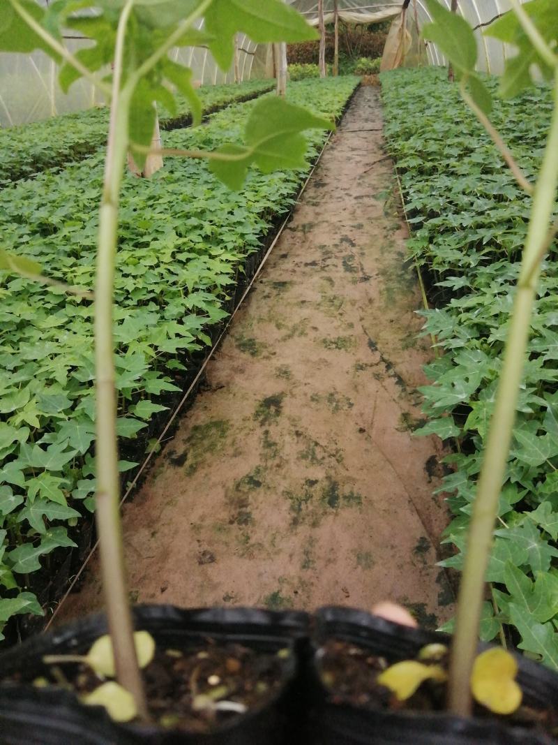 大青红肉水果木瓜树苗，营养土杯的，当年种植当年结果