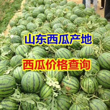 露地西瓜产地批发价格便宜，黑子大红瓤西瓜口感好价格低