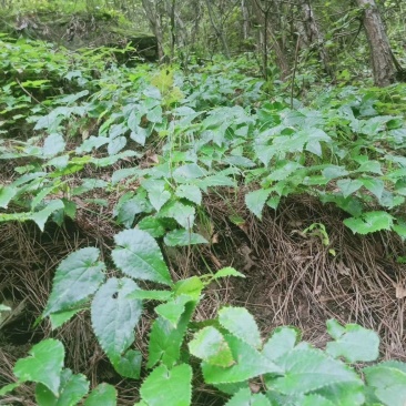 淫羊藿