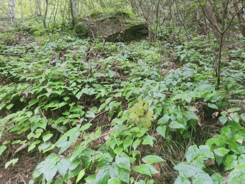 淫羊藿