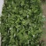 淫羊藿