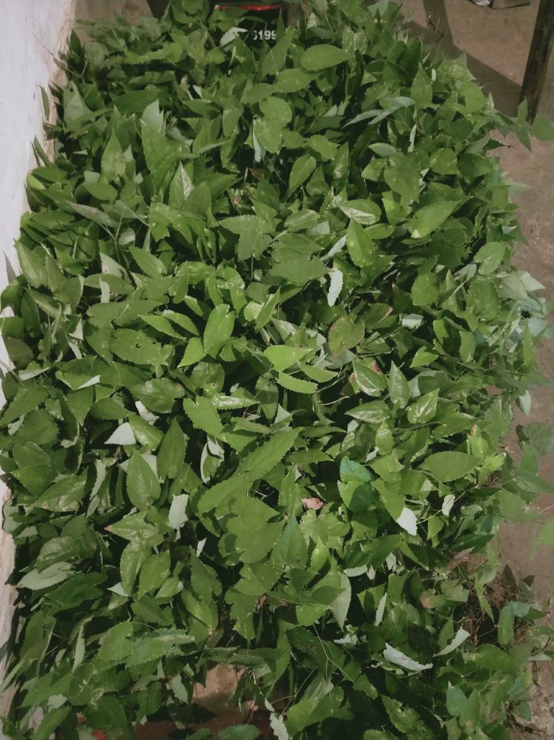 淫羊藿
