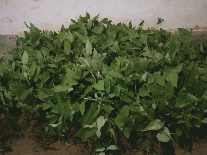 淫羊藿