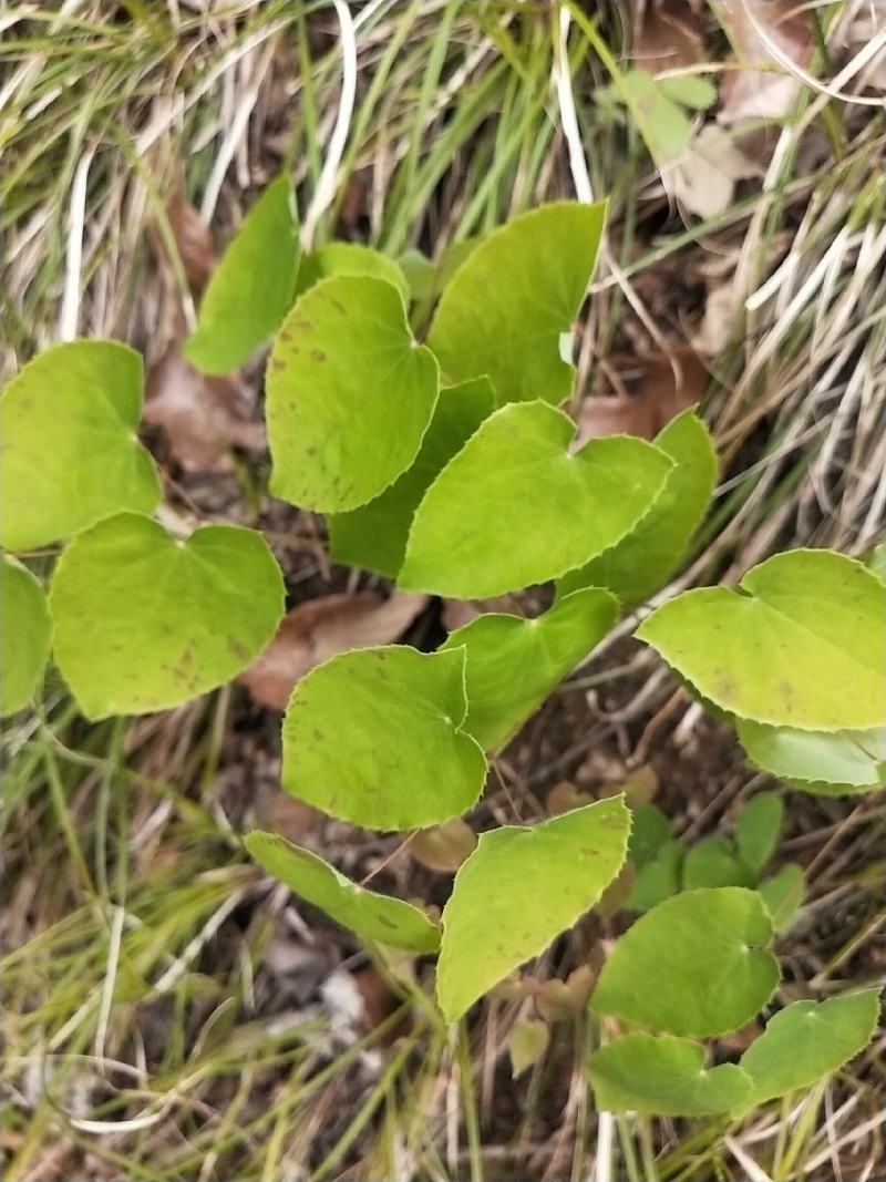 淫羊藿